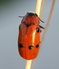 Tituboea sexmaculata