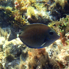 Prionurus maculatus