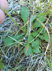 Brachyscome radicata