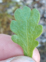 Brachyscome radicata