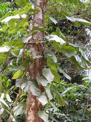 Epipremnum