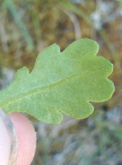 Brachyscome radicata