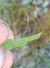 Brachyscome radicata