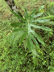 Thaumatophyllum bipinnatifidum