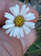 Brachyscome radicata