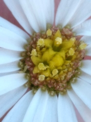 Brachyscome radicata