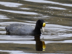 Andean Coot photo 5