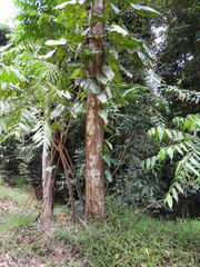 Epipremnum