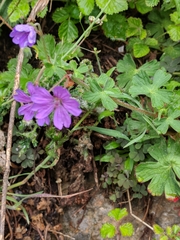 Geranium pyrenaicum