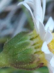 Brachyscome radicata