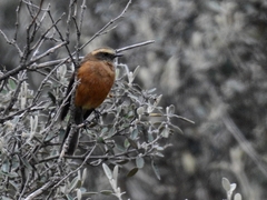 Brown-Backed Chat-Tyrant photo 3