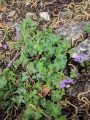 Geranium pyrenaicum