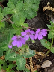 Geranium pyrenaicum