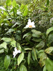 Sobralia chrysostoma