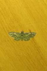 Chloroclystis mniochroa