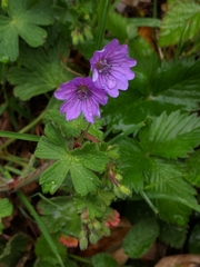 Geranium pyrenaicum