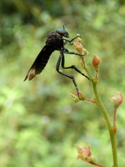 Holcocephala analis