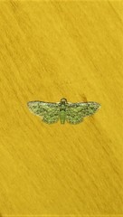 Chloroclystis mniochroa