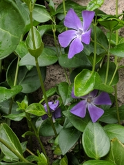 Vinca major