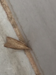 Schoenobiinae