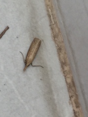 Schoenobiinae