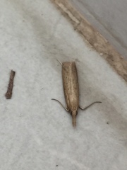 Schoenobiinae