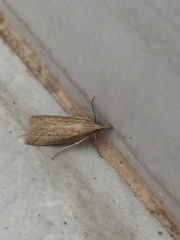 Schoenobiinae