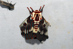 Citheronia splendens