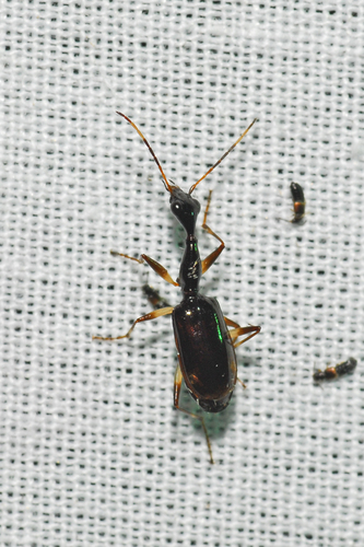 Colliuris lioptera photo 4