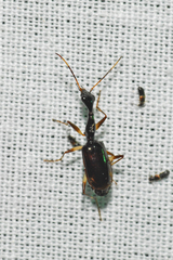 Colliuris lioptera