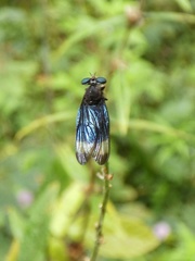 Holcocephala analis