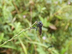 Holcocephala analis