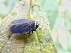 Megophthalminae