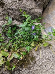 Vinca major