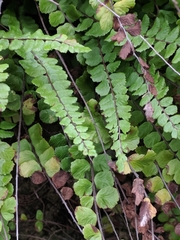 Asplenium trichomanes