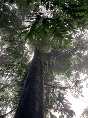 Terminalia bucidoides