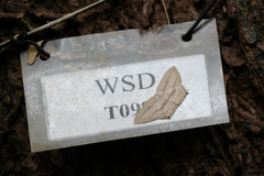 Acropteris ciniferaria