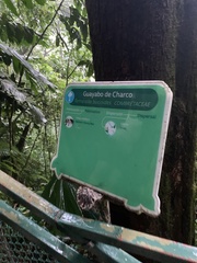 Terminalia bucidoides