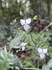 Aneilema acuminatum