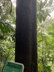 Terminalia bucidoides