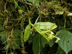 Epidendrum barbeyanum