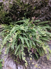 Asplenium trichomanes