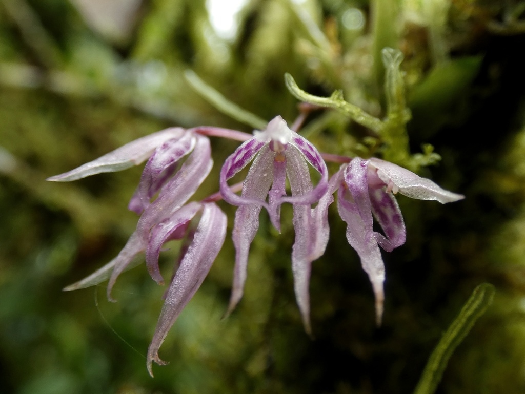 Macroclinium lineare