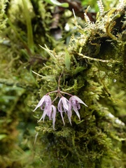 Macroclinium lineare