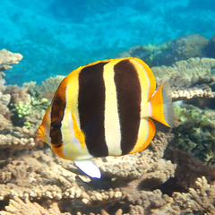 Chaetodon tricinctus