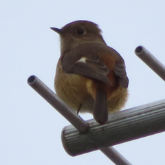 Phoenicurus auroreus