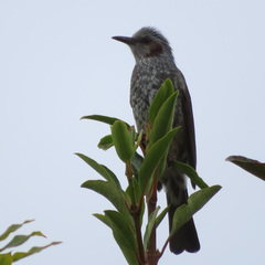 Hypsipetes amaurotis