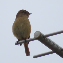 Phoenicurus auroreus