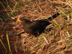 Turdus mandarinus