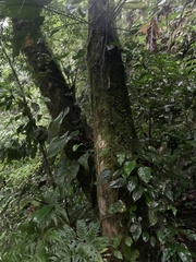 Pterocarpus hayesii